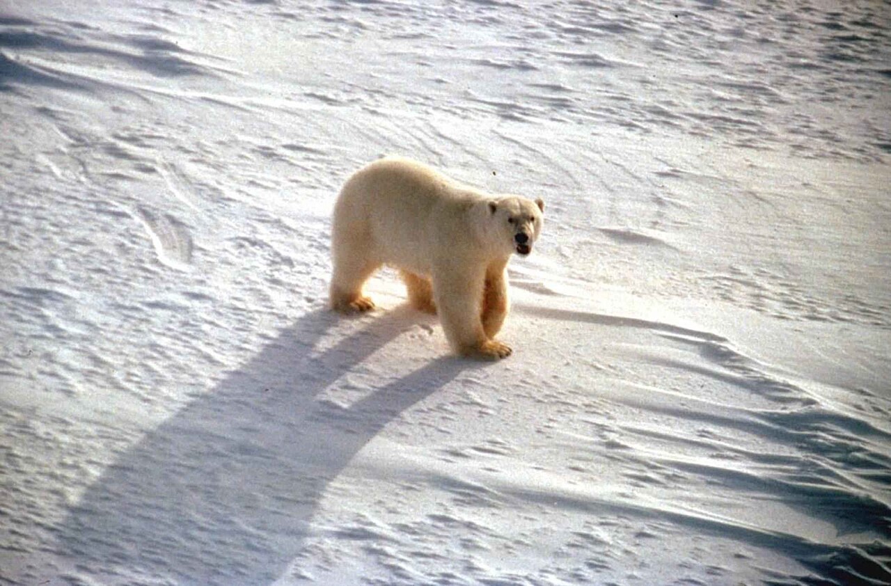 A polar bear standing in the snow